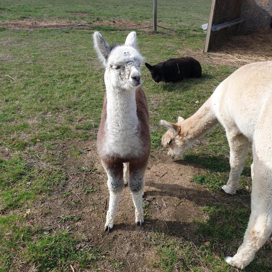The Alpaca B&B Chalais  Exterior photo