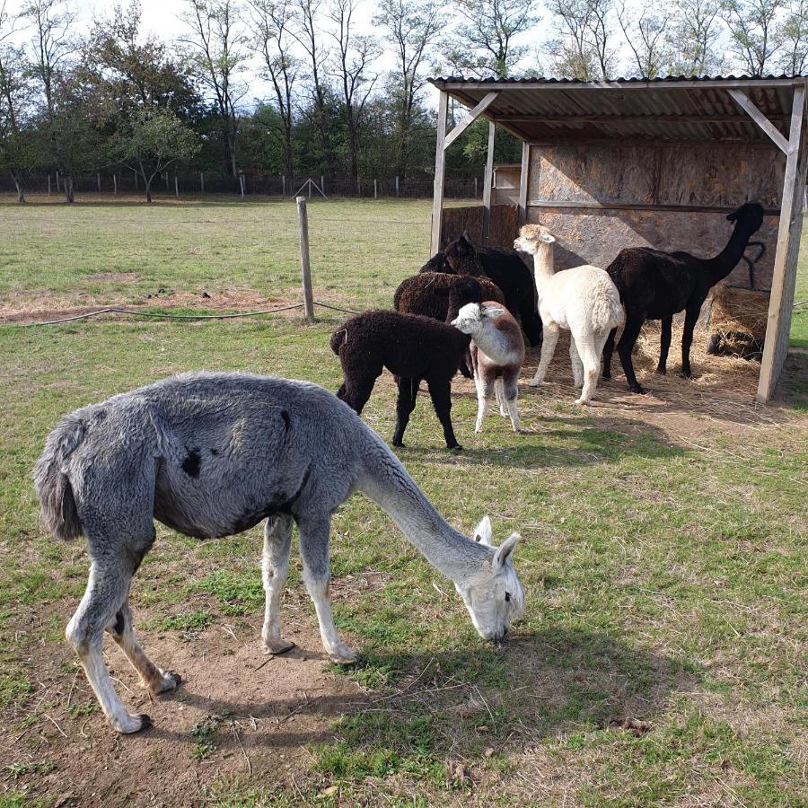 The Alpaca B&B Chalais  Exterior photo