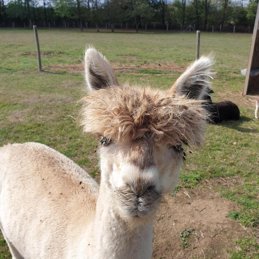 The Alpaca B&B Chalais  Exterior photo