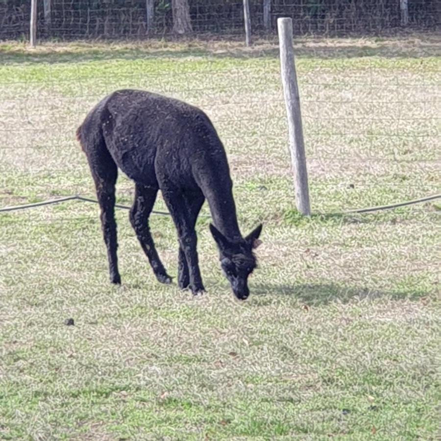 The Alpaca B&B Chalais  Exterior photo