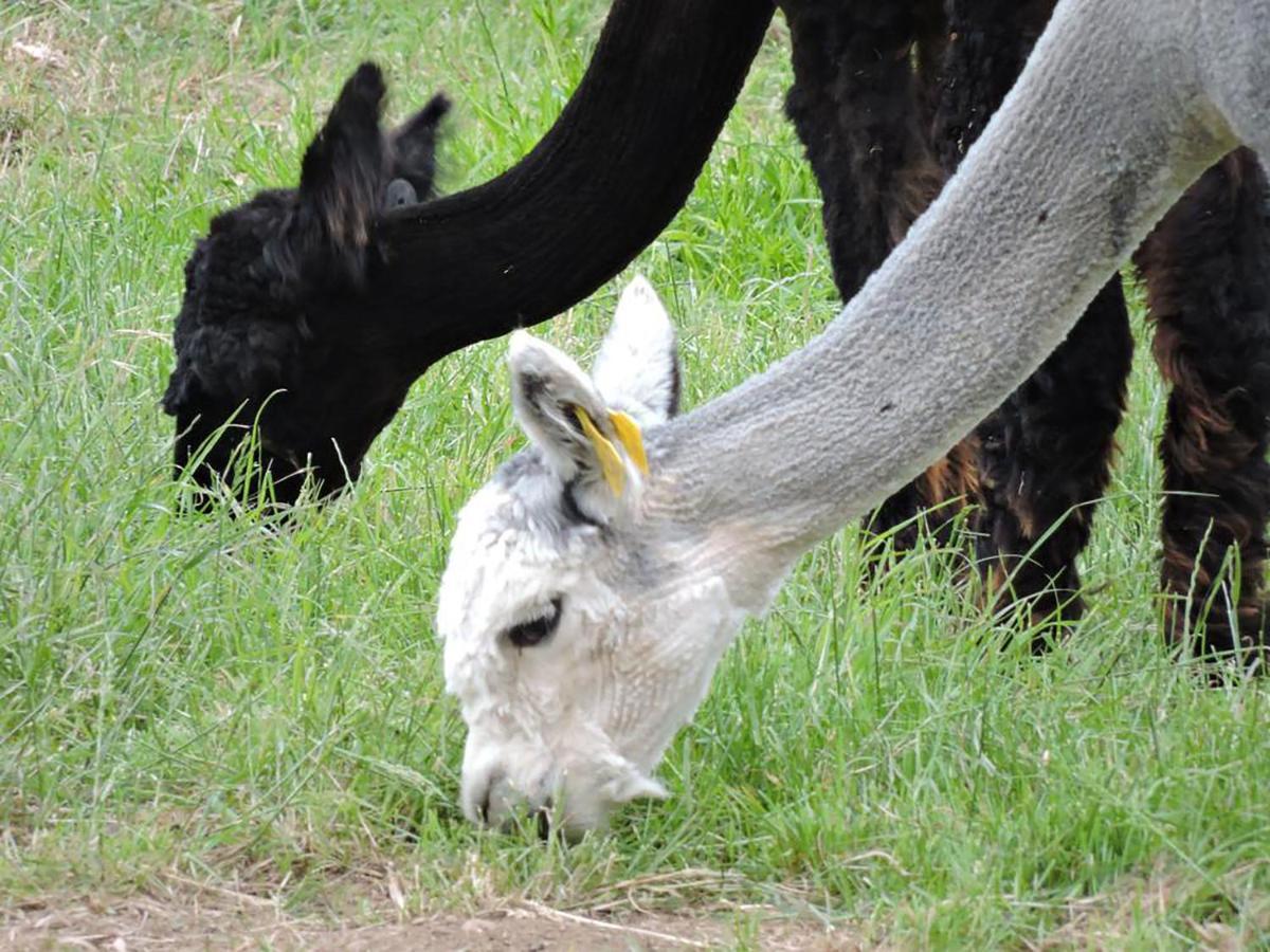The Alpaca B&B Chalais  Exterior photo
