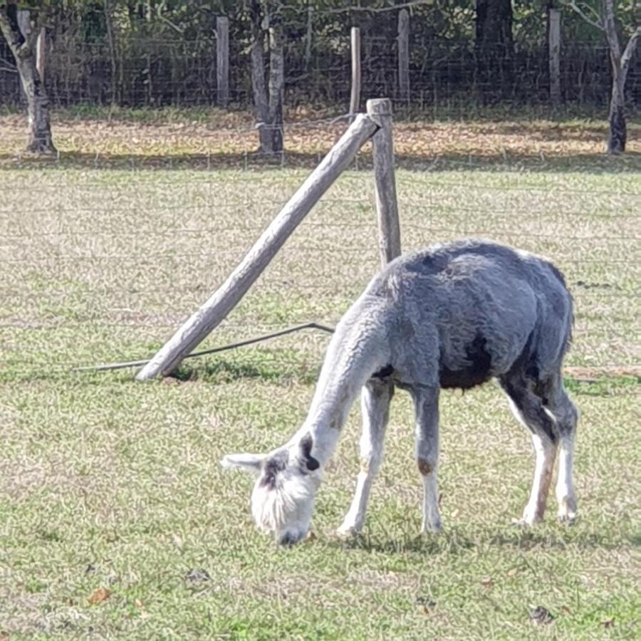 The Alpaca B&B Chalais  Exterior photo