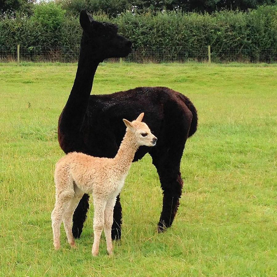 The Alpaca B&B Chalais  Exterior photo